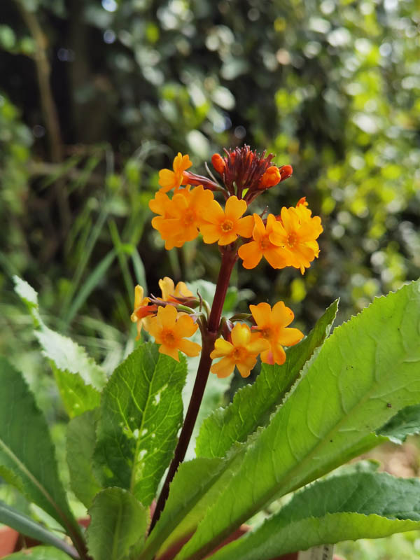 Primula aurantiaca in bloom in a wet mountain meadow of Yunnan